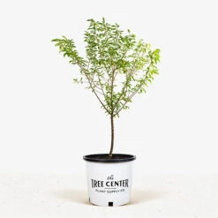 Santa Rosa Plum Tree