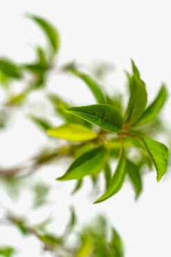 Santa Rosa Plum Tree -The Tree Center Store Santa Rosa Plum Tree 5G 03 600x900 1