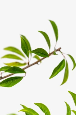 Santa Rosa Plum Tree -The Tree Center Store Santa Rosa Plum Tree 5G 04 600x900 1