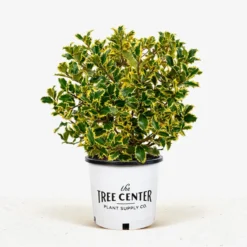 Santa's Delight Holly -The Tree Center Store Santas Delight Holly 3G 01 jpg 600x600 1