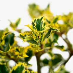 Santa's Delight Holly -The Tree Center Store Santas Delight Holly 3G 02 600x600 1