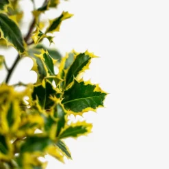 Santa's Delight Holly