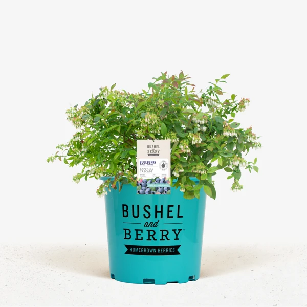 Bushel And Berry® Sapphire Cascade Blueberry 1 Bushel And Berry® Sapphire Cascade Blueberry