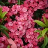 Sarah Mountain Laurel