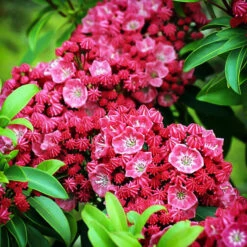 Sarah Mountain Laurel 7 Sarah Mountain Laurel -The Tree Center Store Sarah Kalmia 3 copy 600x600 1