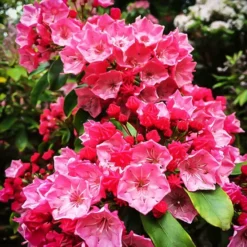 Sarah Mountain Laurel 6 Sarah Mountain Laurel -The Tree Center Store Sarah Kalmia 4 copy jpg webp