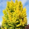 Saratoga Ginkgo Tree