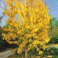 Saratoga Ginkgo Tree -The Tree Center Store Saratoga Ginkgo Tree 3 copy 1 jpg