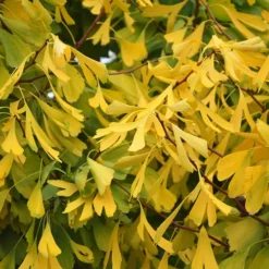 Saratoga Ginkgo Tree -The Tree Center Store Saratoga Ginkgo Tree 4 copy 1 jpg