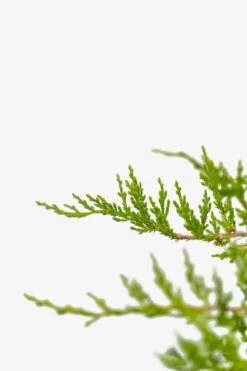 Sargent Juniper -The Tree Center Store Sargent Juniper 3G 02 copy 600x900 1