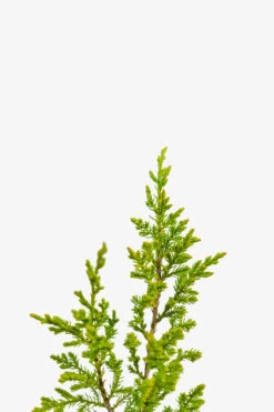 Sargent Juniper -The Tree Center Store Sargent Juniper 3G 03 copy 600x900 1