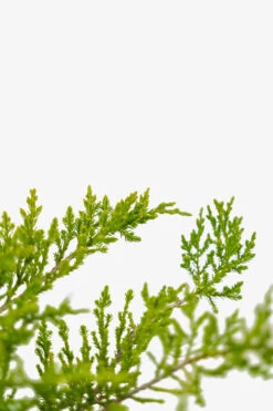 Sargent Juniper -The Tree Center Store Sargent Juniper 3G 04 copy 600x900 1