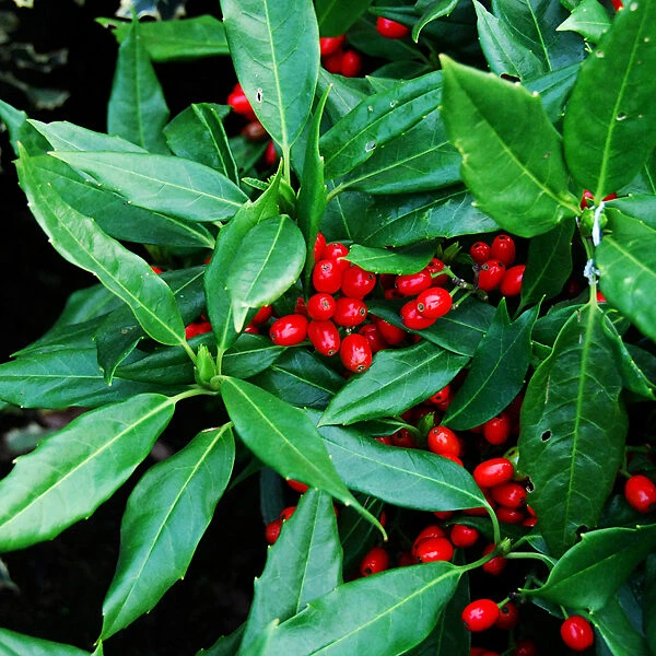 Sawtooth Japanese Aucuba 1 Sawtooth Japanese Aucuba
