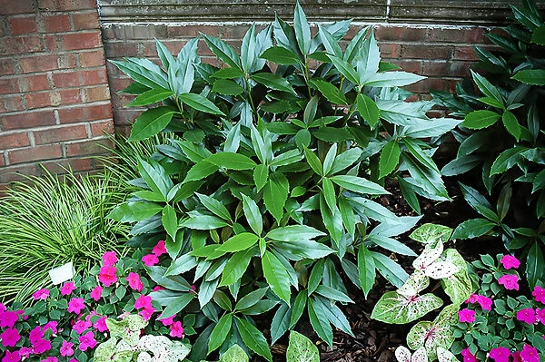 Sawtooth Japanese Aucuba 2 Sawtooth Japanese Aucuba - Image 2