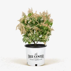 Scarlet O'Hara Pieris -The Tree Center Store Scarlet O Hara Pieris 5G 01 600x600 1