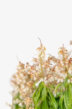 Scarlet O'Hara Pieris -The Tree Center Store Scarlet O Hara Pieris 5G 02 copy 600x900 1