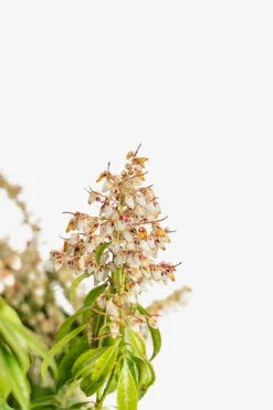 Scarlet O'Hara Pieris