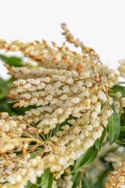 Scarlet O'Hara Pieris -The Tree Center Store Scarlet O Hara Pieris 5G 05 copy 600x900 1