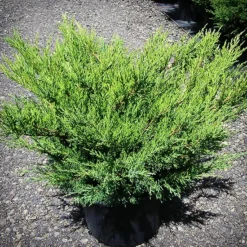 Sea Green Juniper 6 Sea Green Juniper -The Tree Center Store Sea Green Juniper 1 copy jpg webp