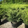 Sea Green Juniper
