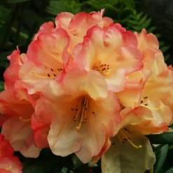 Seaview Sunset Rhododendron -The Tree Center Store Seaview Sunset Rhododendron 1 copy 600x600 1