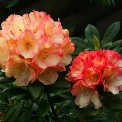 Seaview Sunset Rhododendron -The Tree Center Store Seaview Sunset Rhododendron 3 copy jpg