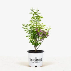 Sensation Lilac -The Tree Center Store Sensation Lilac 5G 01.1 600x600 1