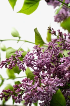 Sensation Lilac -The Tree Center Store Sensation Lilac 5G 04 600x900 1
