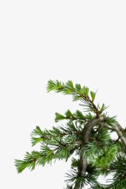 Serpentine Blue Atlas Cedar -The Tree Center Store Sepentine Blue Atlas Cedar 5G 02 600x900 1