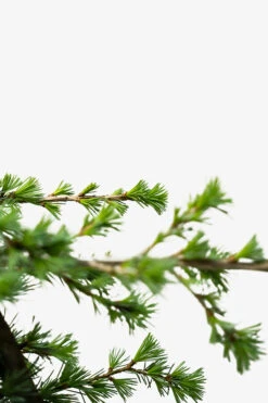 Serpentine Blue Atlas Cedar -The Tree Center Store Sepentine Blue Atlas Cedar 5G 05 600x900 1