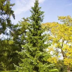 Serbian Spruce -The Tree Center Store Serbian Spruce 1 copy jpg