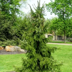Serbian Spruce -The Tree Center Store Serbian Spruce 2 copy jpg