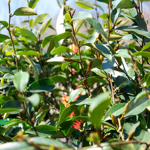 Serendipity Magnolia 1 Serendipity Magnolia