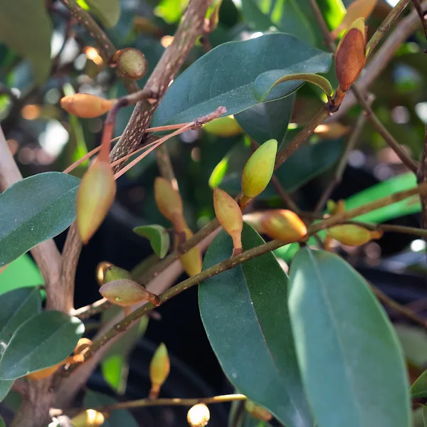 Serendipity Magnolia 5 Serendipity Magnolia - Image 5