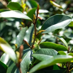 Serendipity Magnolia 8 Serendipity Magnolia -The Tree Center Store SerendipityMagnolia4 600x600 1