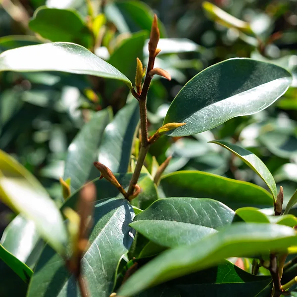 Serendipity Magnolia 4 Serendipity Magnolia - Image 4