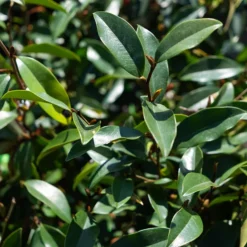 Serendipity Magnolia 7 Serendipity Magnolia -The Tree Center Store SerendipityMagnolia6 600x600 1