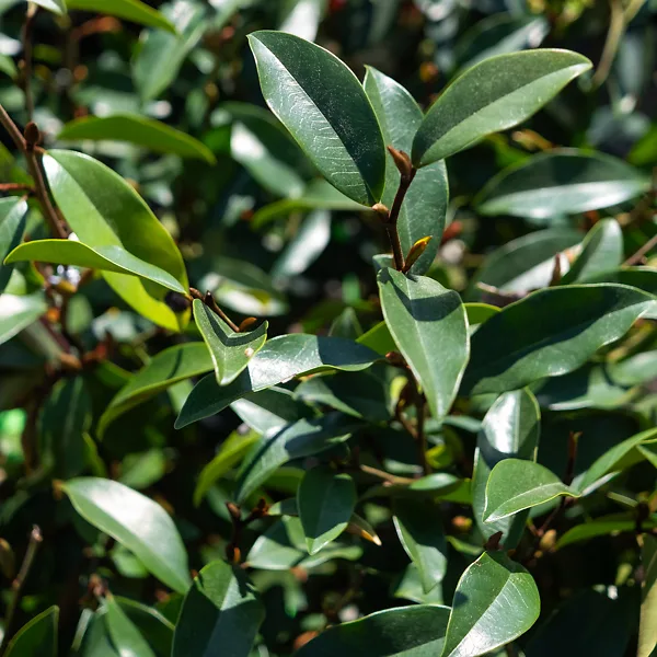 Serendipity Magnolia 3 Serendipity Magnolia - Image 3