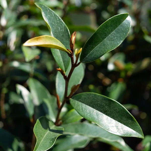 Serendipity Magnolia 2 Serendipity Magnolia - Image 2