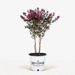 Shell Pink Black Diamond Crape Myrtle -The Tree Center Store Shell Pink Black Diamond Crape Mrytle 7G 01 600x600 1