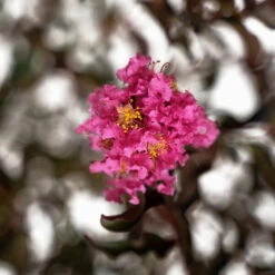 Shell Pink Black Diamond Crape Myrtle -The Tree Center Store Shell Pink Black Diamond Crape Mrytle 7G 05 copy 2 600x600 1