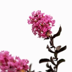 Shell Pink Black Diamond Crape Myrtle -The Tree Center Store Shell Pink Black Diamond Crape Mrytle 7G 06 copy 2 600x600 1