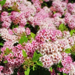 Shirobana Spirea -The Tree Center Store Shirobana Spirea 1 copy jpg