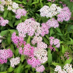 Shirobana Spirea