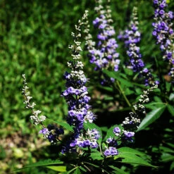 Shoal Creek Chaste Tree