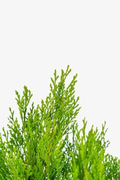 Shorty Compact Leyland Cypress -The Tree Center Store Shorty Compact Leyland Cypress 5G 02 copy 600x900 1