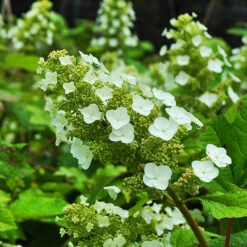 Sike's Dwarf Oakleaf Hydrangea