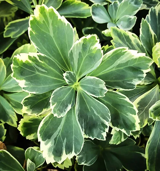 Silver Edge Pachysandra 2 Silver Edge Pachysandra - Image 2