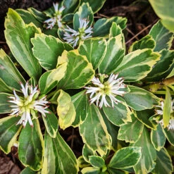 Silver Edge Pachysandra