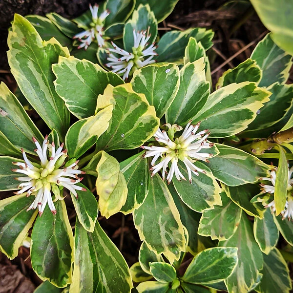 Silver Edge Pachysandra 1 Silver Edge Pachysandra